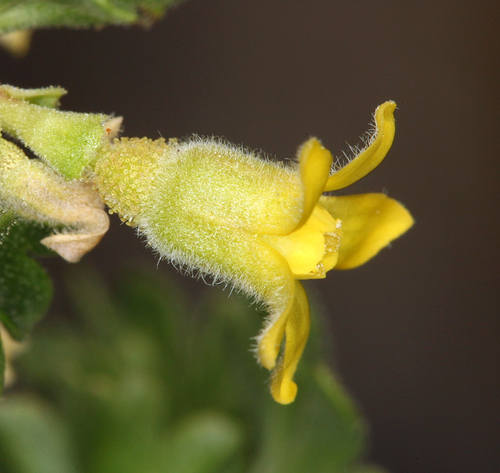 Ribes velutinum (Desert gooseberry) — photo