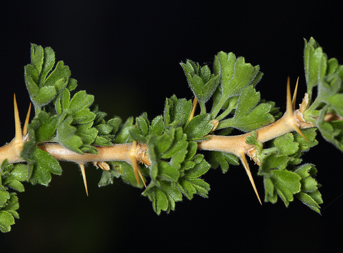 Ribes velutinum (Desert gooseberry) — photo