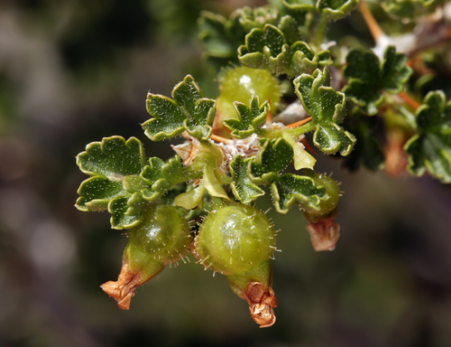 Ribes velutinum