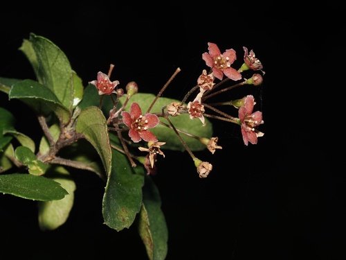 Ribes viburnifolium (Island Gooseberry) — photo