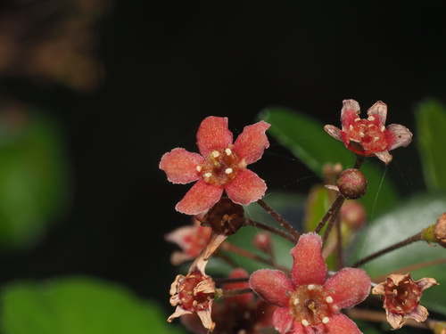 Ribes viburnifolium (Island Gooseberry) — photo