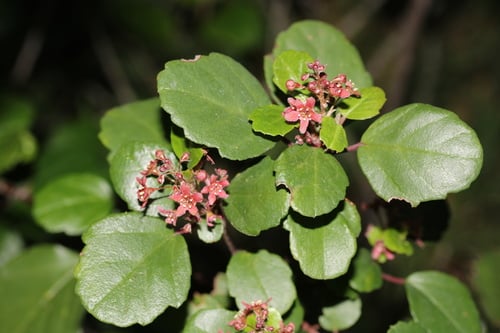 Ribes viburnifolium