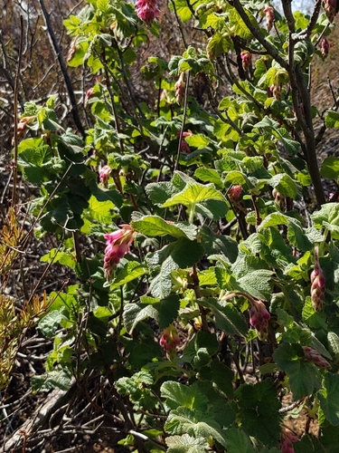 Ribes viridifolium (Chaparral currant) — photo