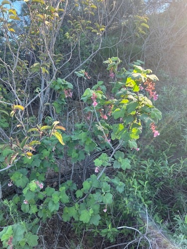 Ribes viridifolium (Chaparral currant) — photo