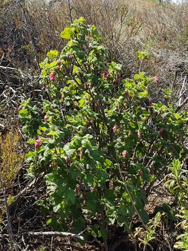Ribes viridifolium