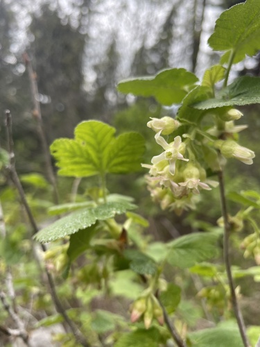 Ribes viscosissimum (Sticky currant) — photo