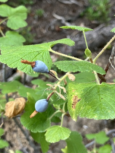 Ribes viscosissimum (Sticky currant) — photo