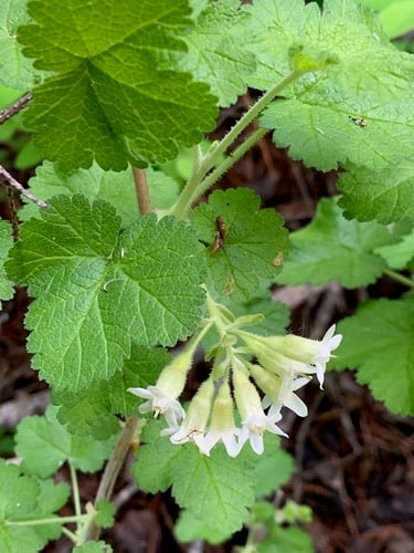 Ribes viscosissimum