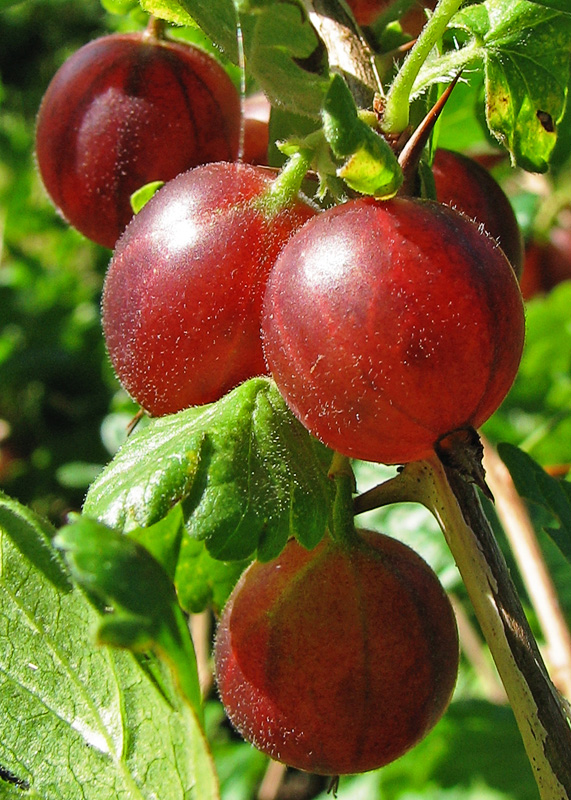 Ribes vulgare (Currant) — photo