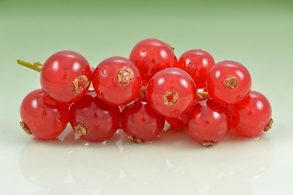 Ribes vulgare