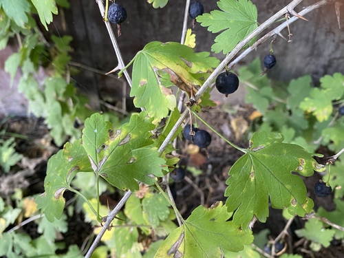 Ribes x culverwellii (Jostaberry) — photo