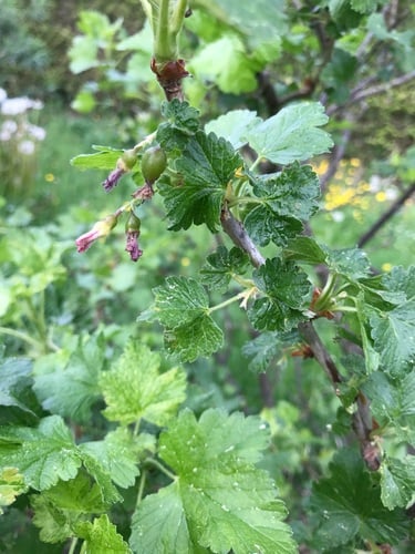 Ribes x culverwellii