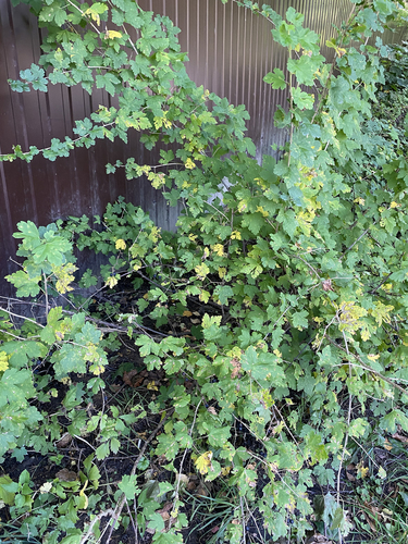 Ribes x robustum — photo