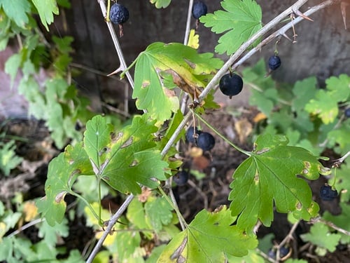 Ribes x robustum — photo