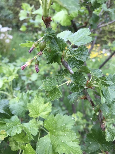 Ribes x robustum
