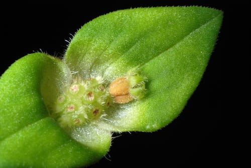 Richardia scabra — photo