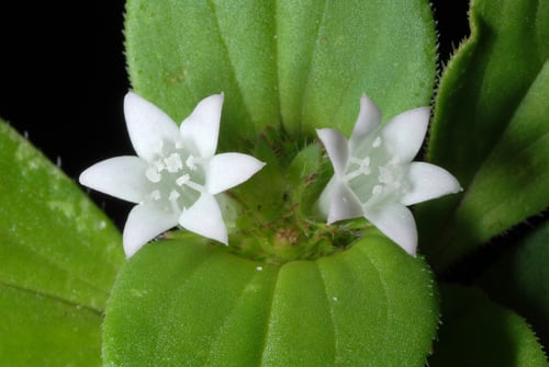 Richardia scabra