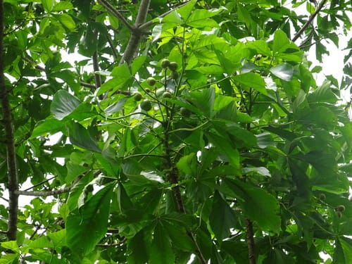 Ricinodendron heudelotii