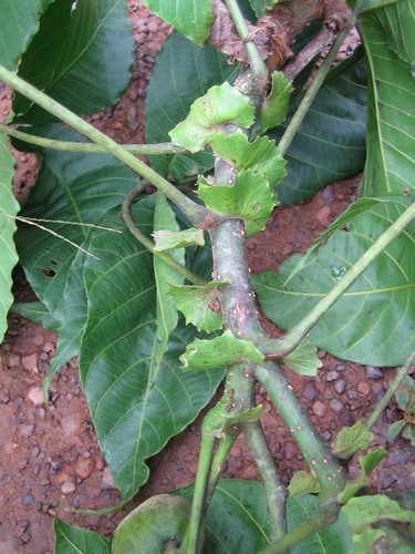 Ricinodendron heudelotii subsp. africanum