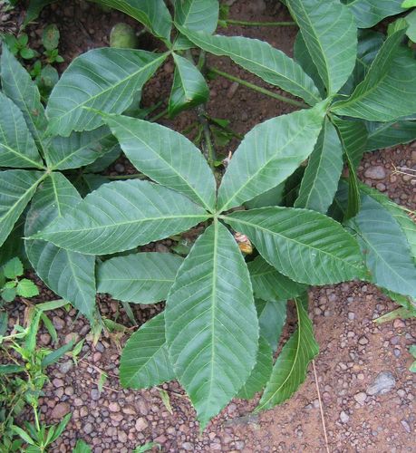 Ricinodendron heudelotii subsp. africanum (Zambezi Almond) — photo