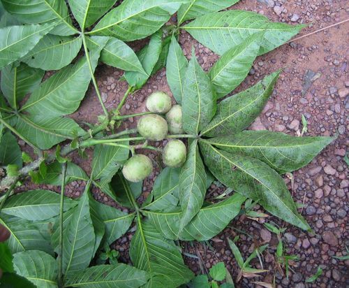 Ricinodendron heudelotii subsp. africanum (Zambezi Almond) — photo