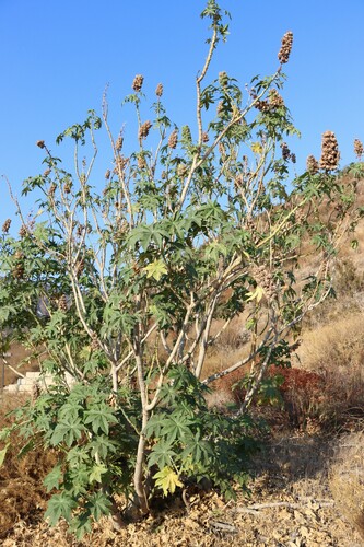Ricinus communis (Castor bean) — photo