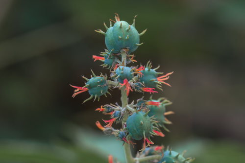 Ricinus communis (Castor bean) — photo