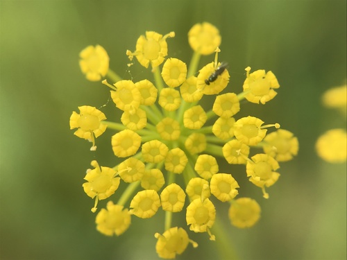 Ridolfia segetum (False caraway) — photo