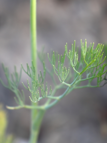 Ridolfia segetum (False caraway) — photo