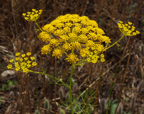 Ridolfia segetum