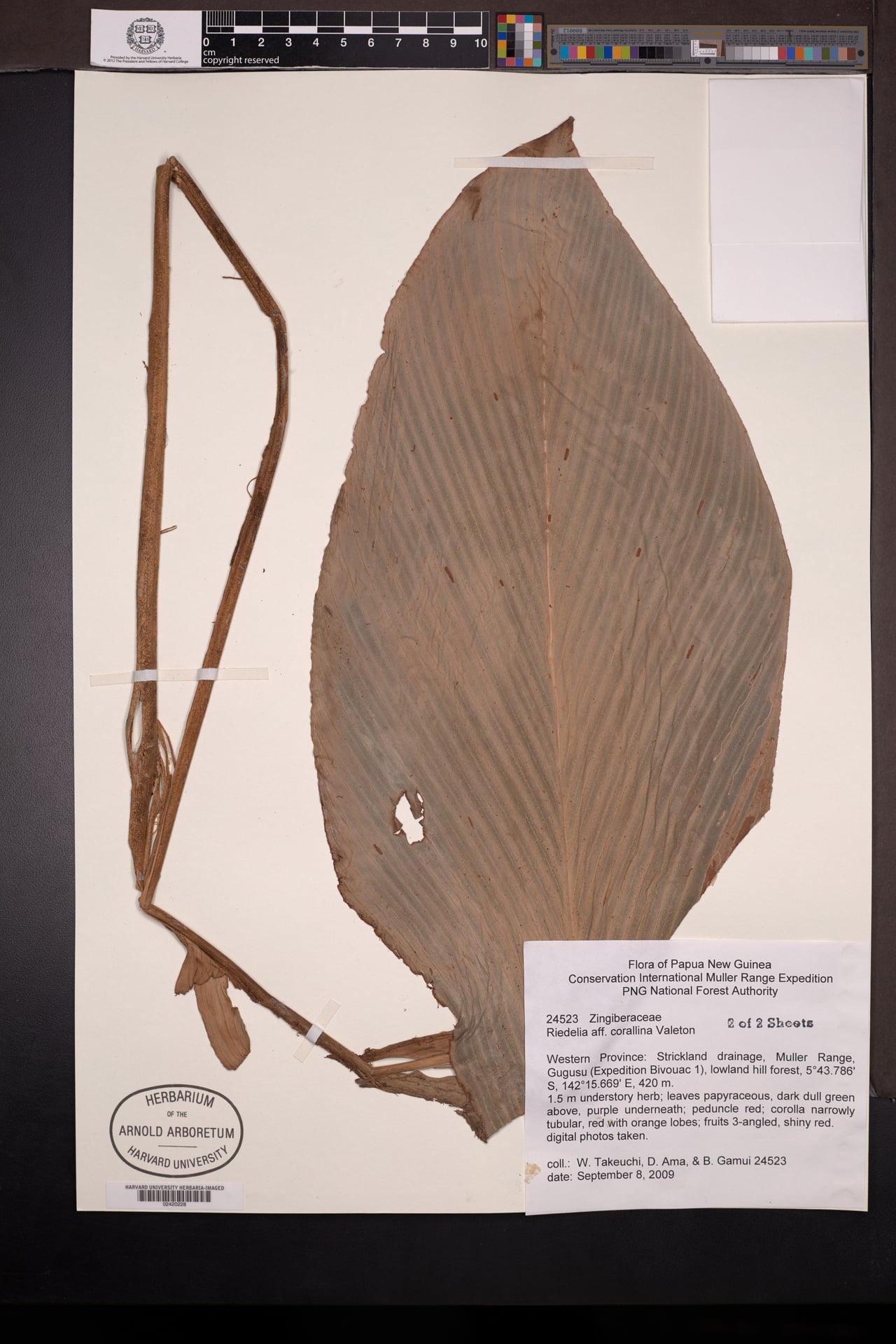 Riedelia corallina — photo