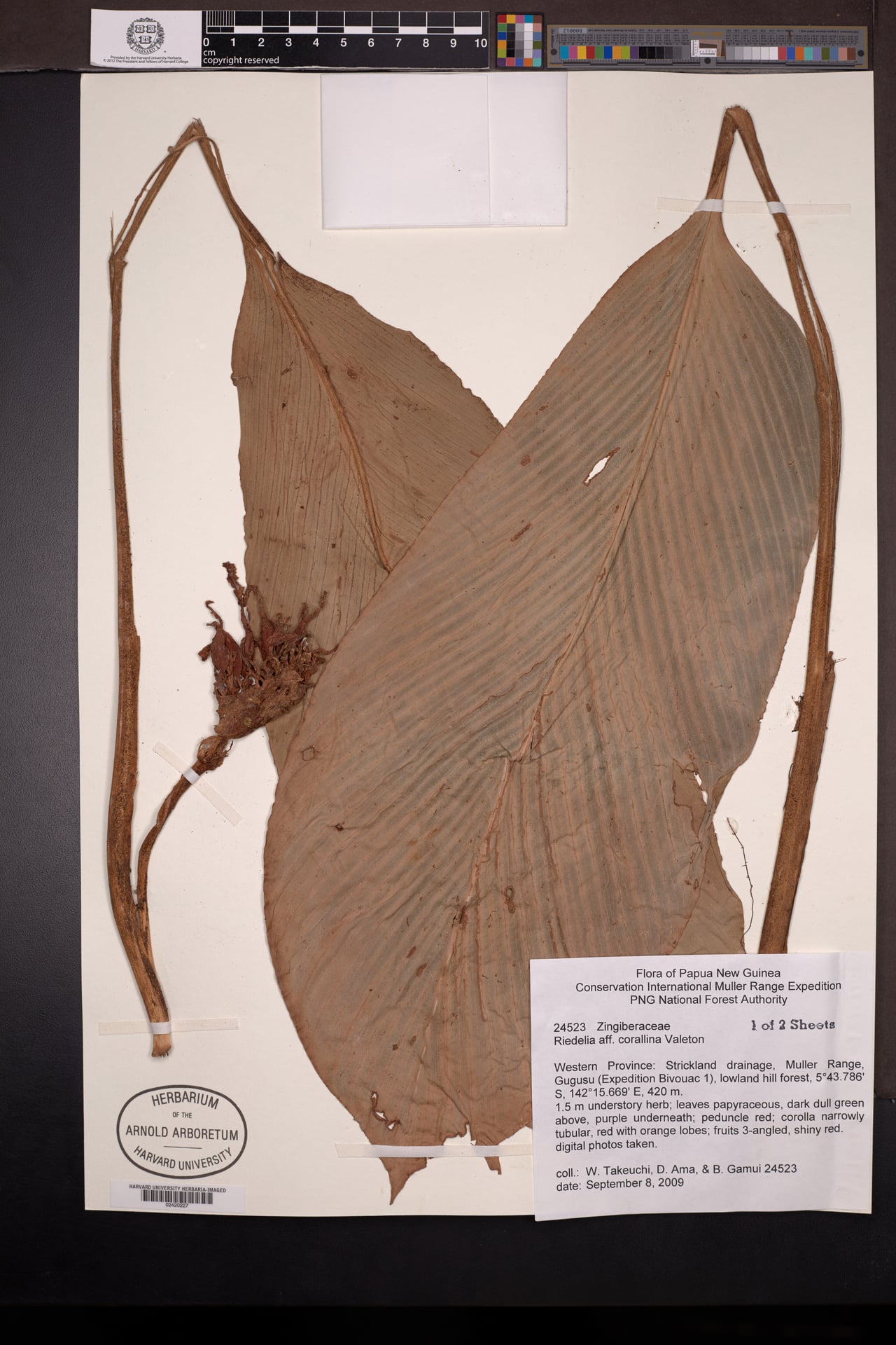Riedelia corallina