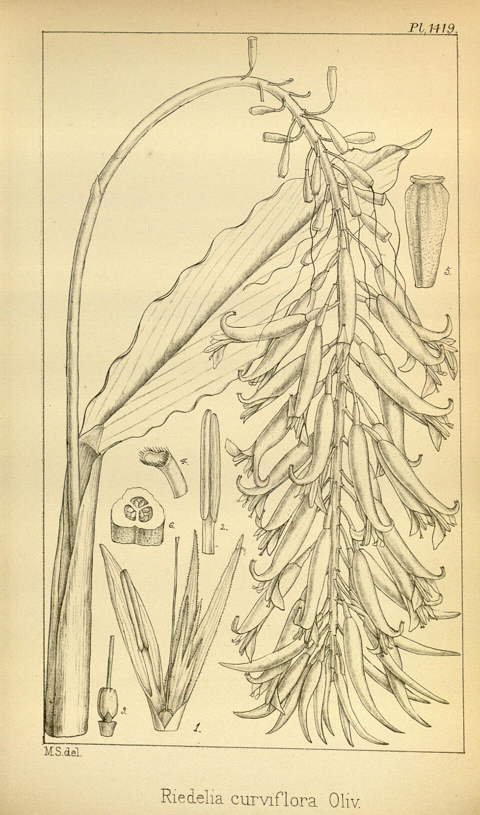 Riedelia curviflora