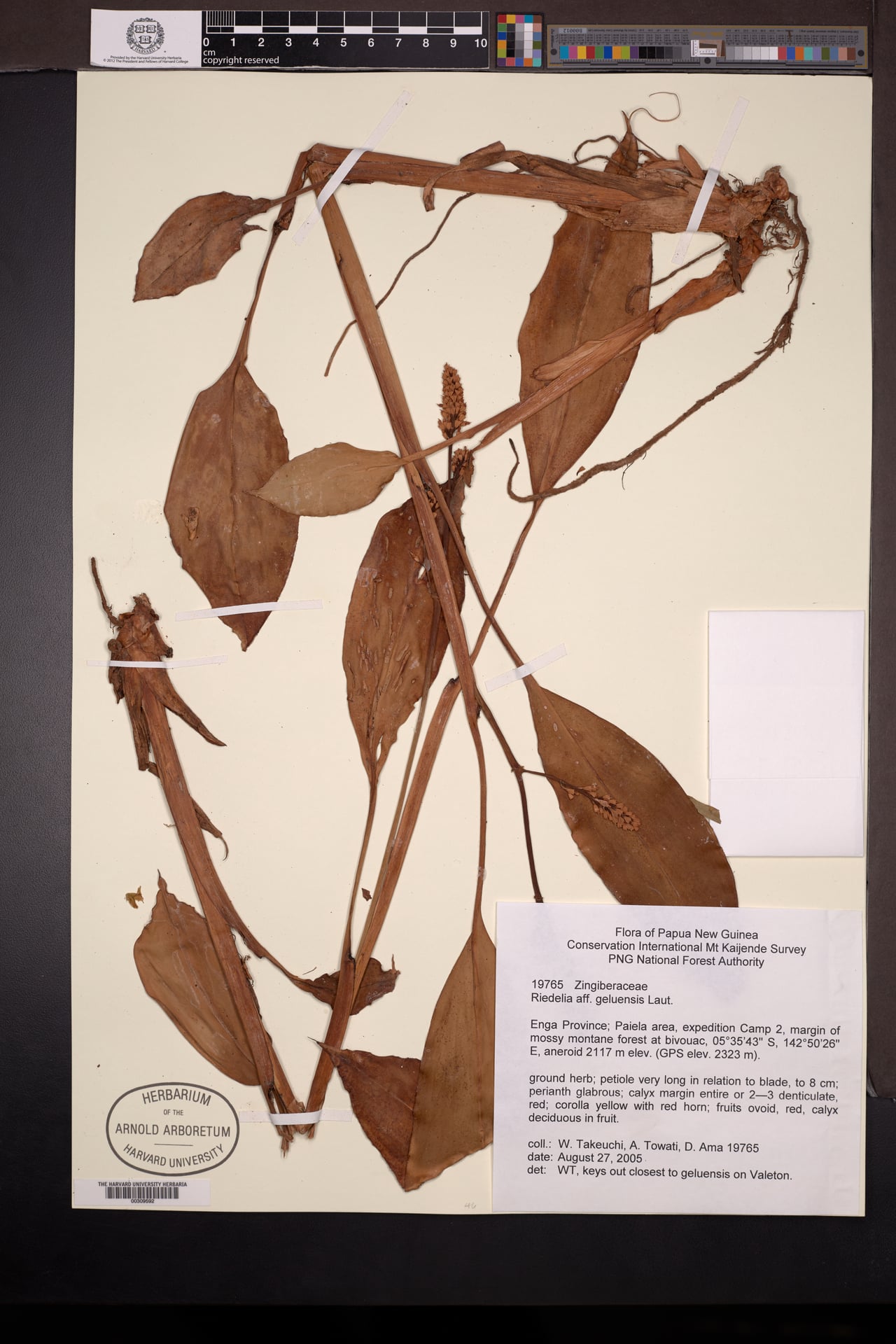 Riedelia geluensis