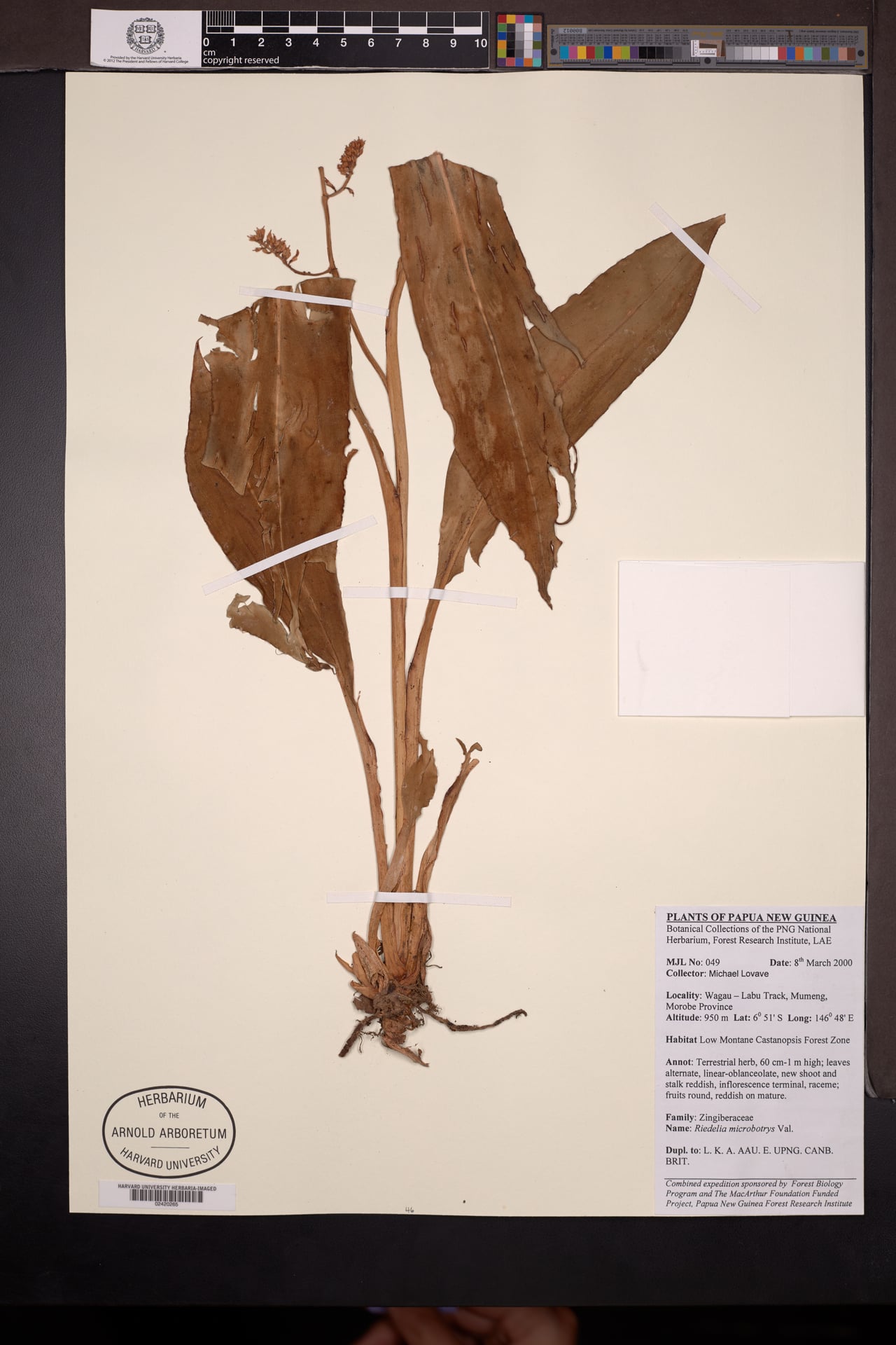 Riedelia microbotrya