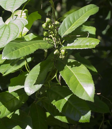 Rinorea ilicifolia (Holly-leaf violet-bush) — photo