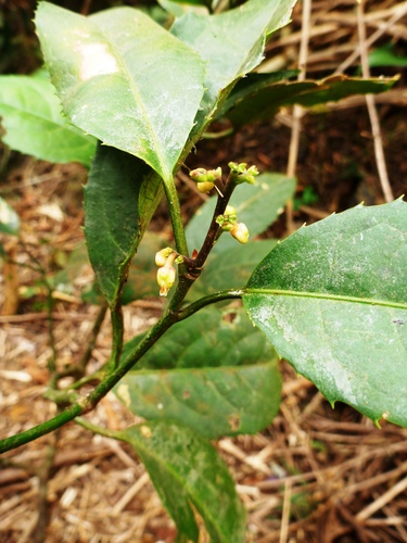 Rinorea ilicifolia (Holly-leaf violet-bush) — photo