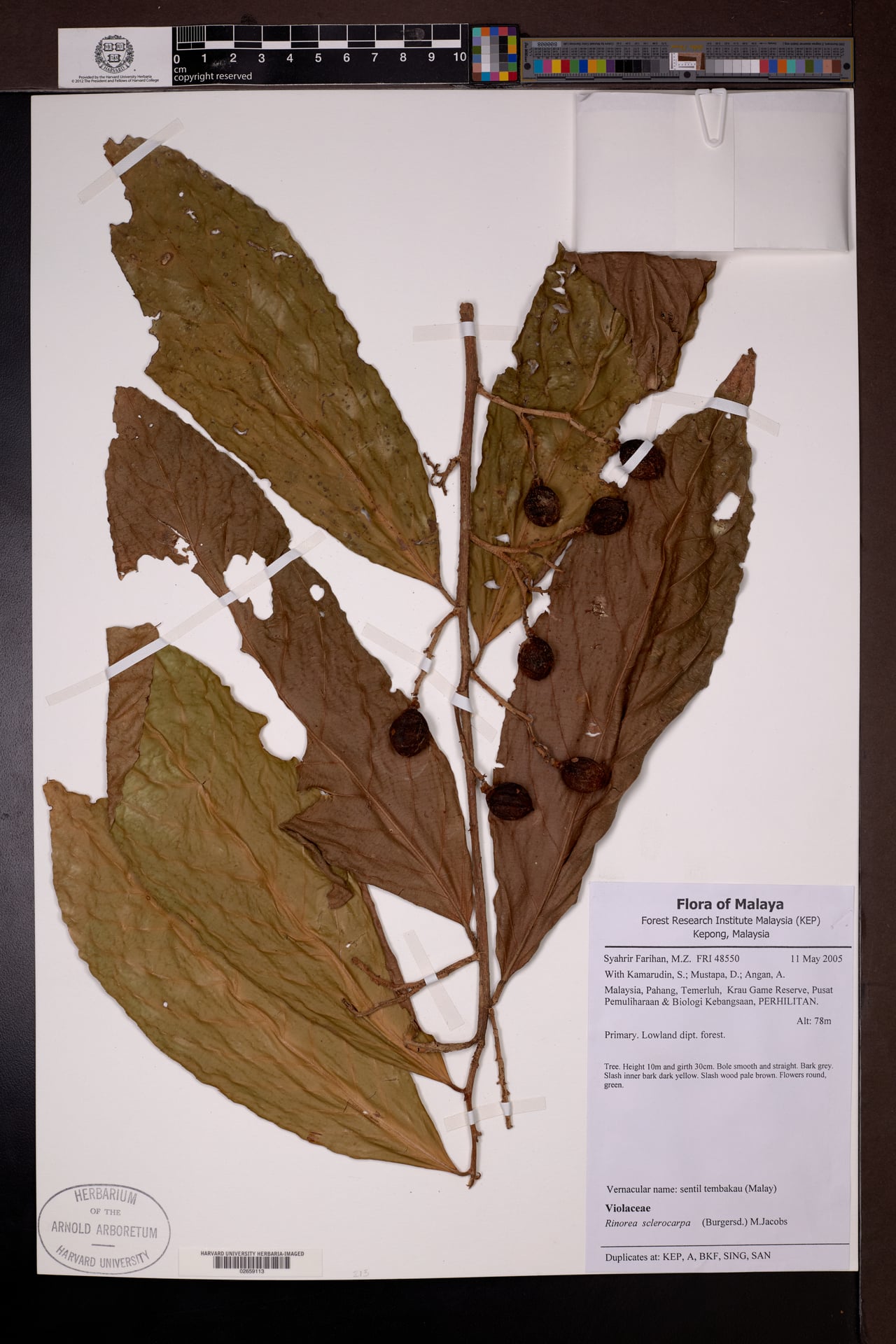 Rinorea sclerocarpa — photo