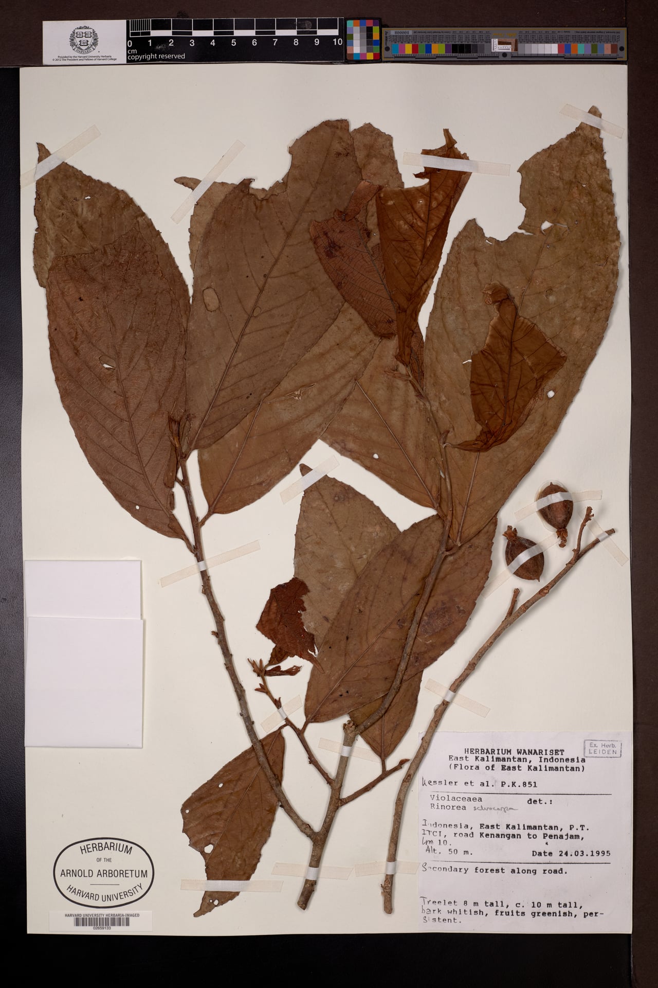 Rinorea sclerocarpa — photo