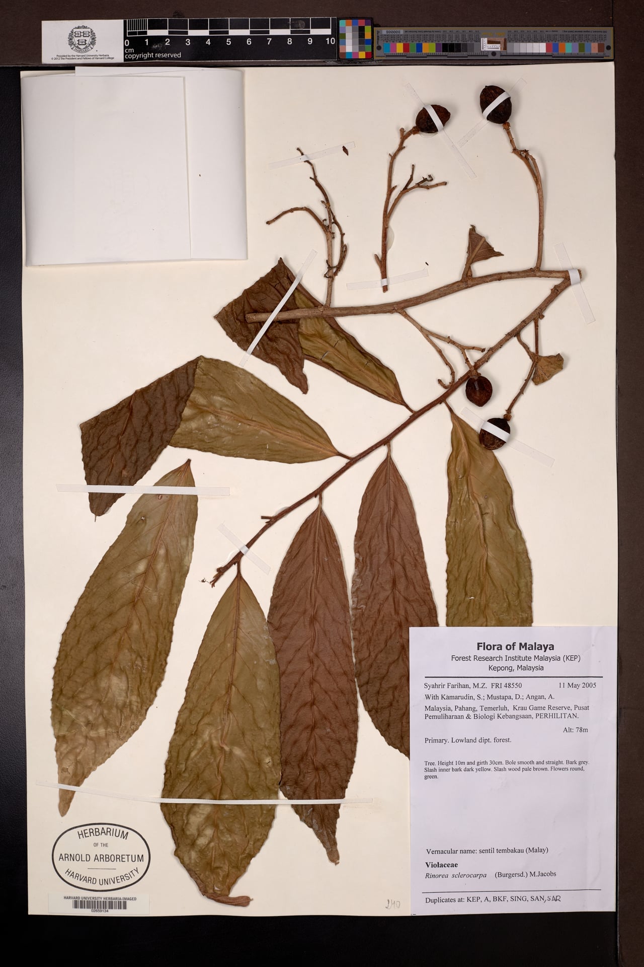 Rinorea sclerocarpa
