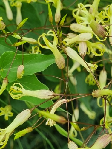 Riocreuxia burchellii