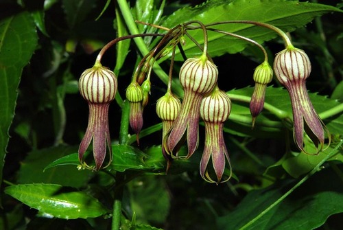 Riocreuxia picta — photo