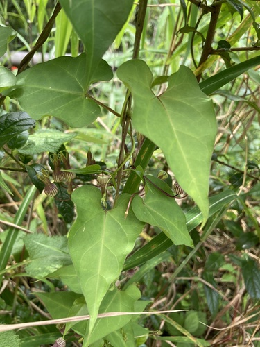 Riocreuxia picta — photo