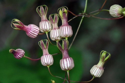 Riocreuxia picta