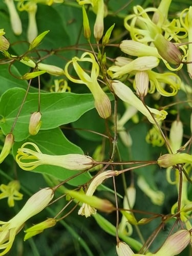 Riocreuxia profusa