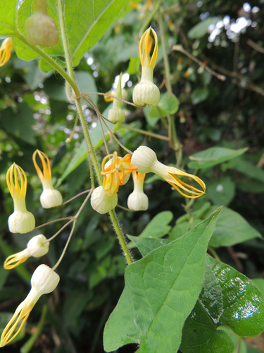 Riocreuxia torulosa
