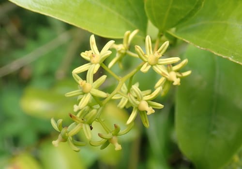 Ripogonum scandens (Supple Jack) — photo