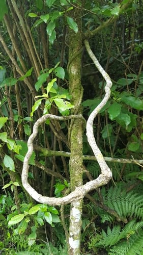 Ripogonum scandens (Supple Jack) — photo