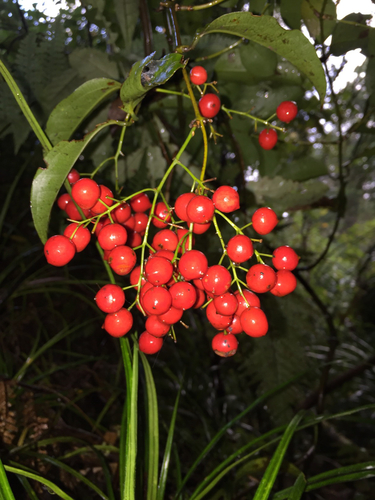 Smilacaceae