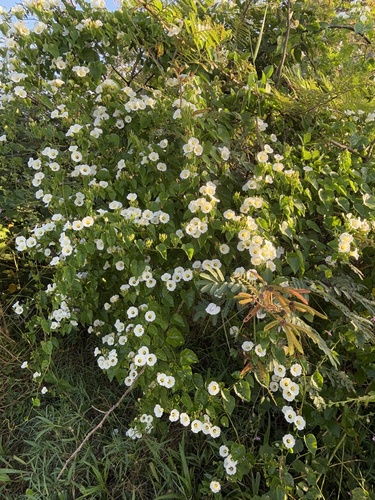 Rivea corymbosa (Ololiuqui) — photo
